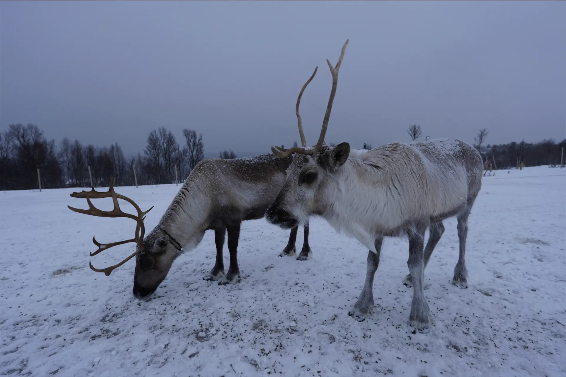 Sami Culture and Reindeer Experience